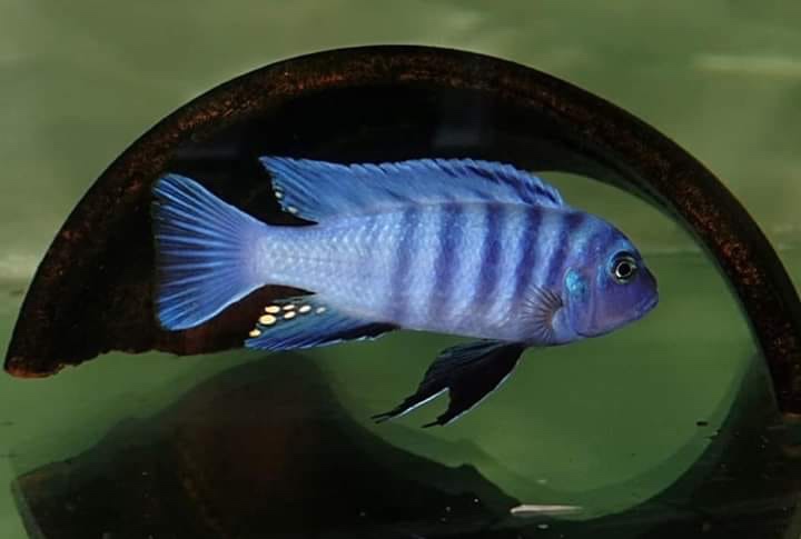 Cynotilapia sp. 'iwera' Lutara Reef